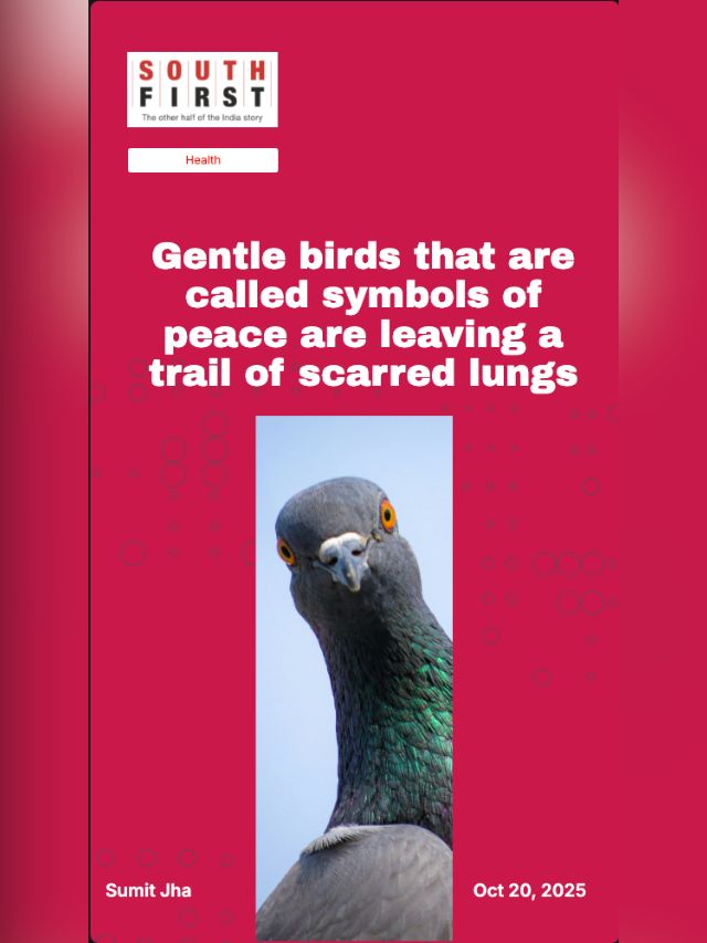 Gentle birds that are called symbols of peace are leaving a trail of scarred lungs