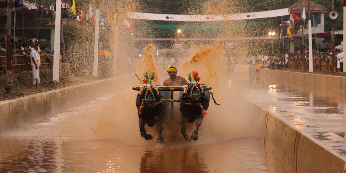 Kambala race in Mysuru.