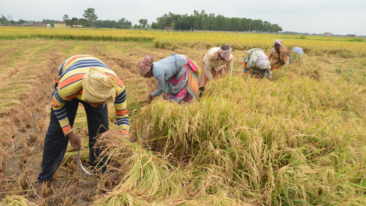 Telangana eyes record 80 LMT paddy procurement, seeks Centre’s quota, storage boost Representational image. Credit: iStock
