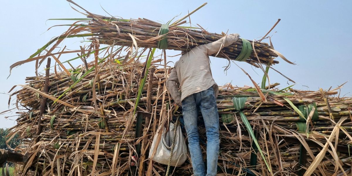 A farmer loading a sugarcane truck. (iStock)