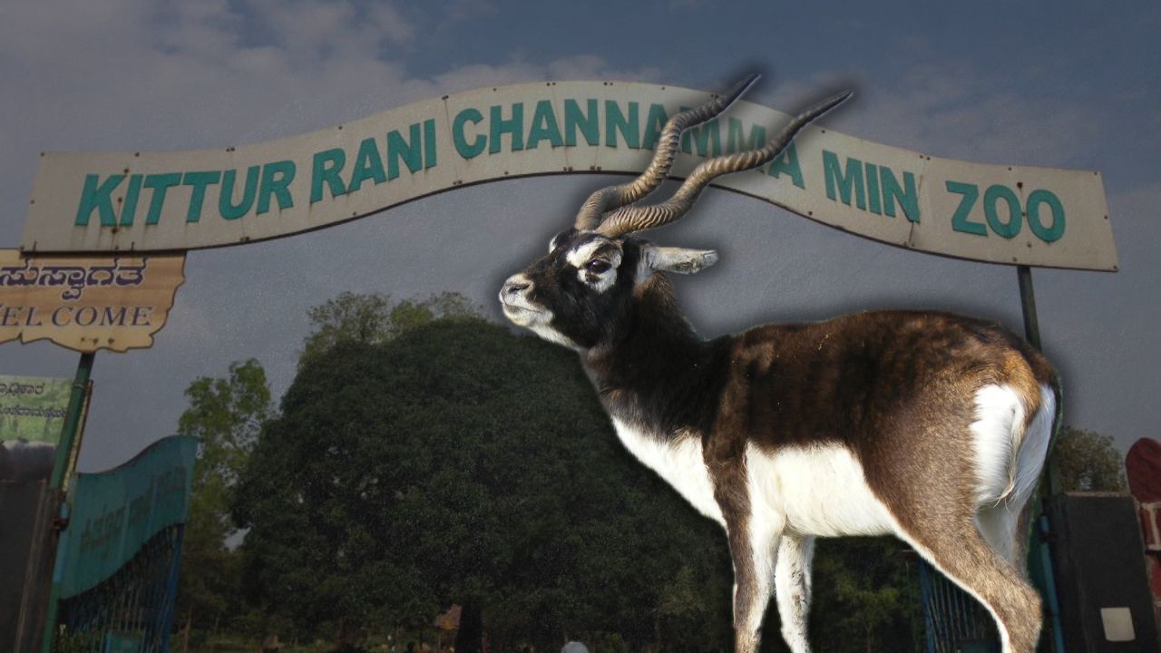 The blackbuck is an endangered species in India and is protected under the Wildlife Protection Act.