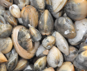Clams