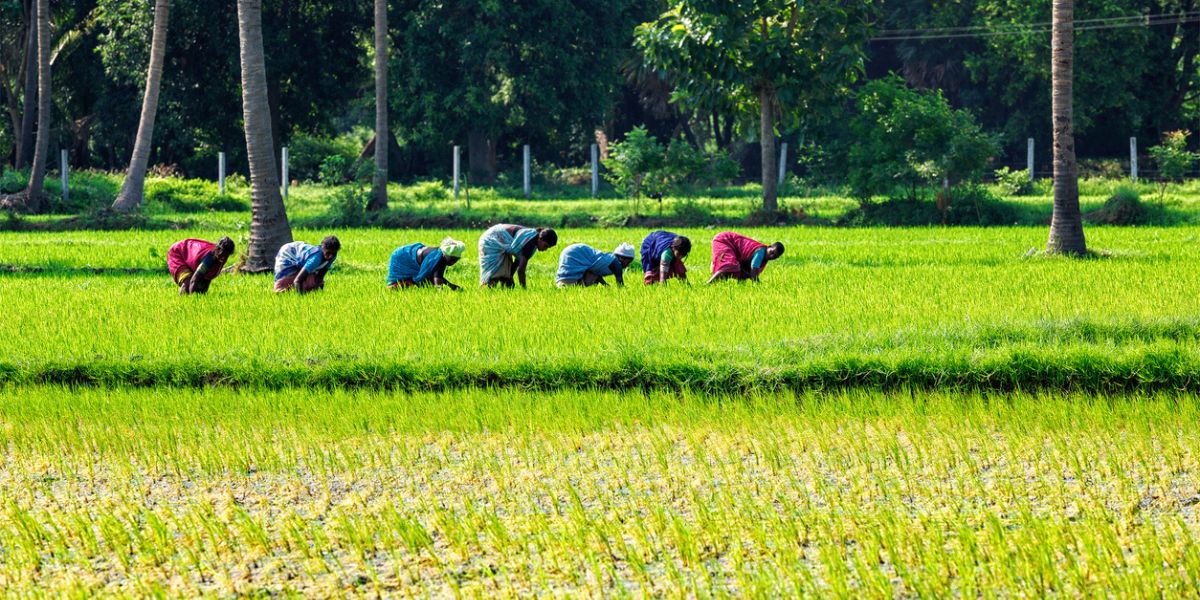 Women working in a paddy field in Tamil Nadu. (iStock)
