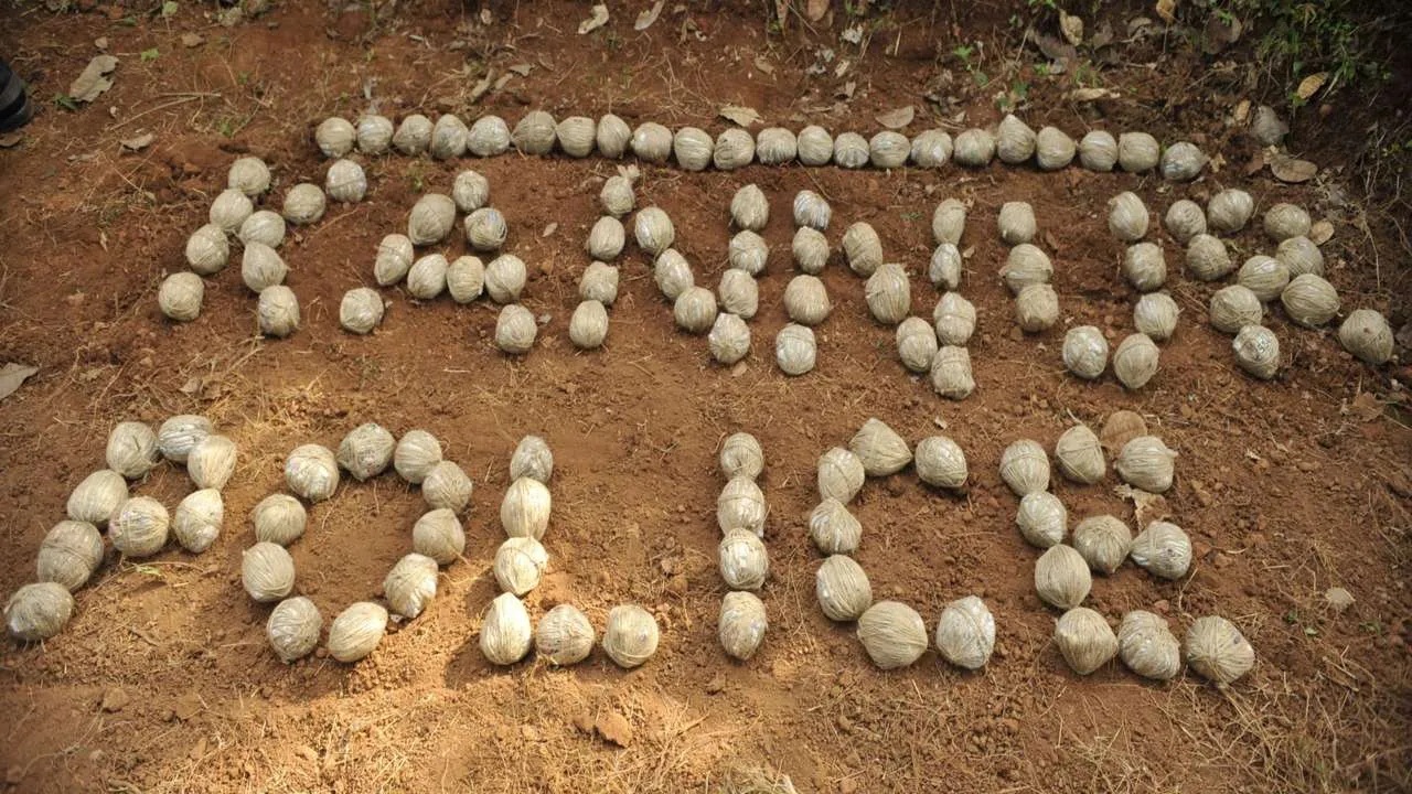 Politically volatile Kannur has often witnessed violent clashes. Pictured, crude explosives confiscated in February 2022.