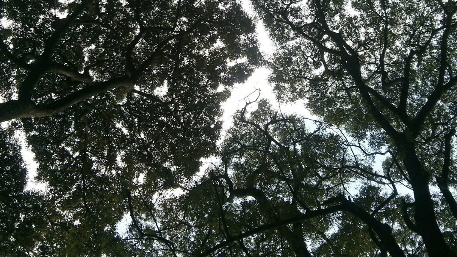 The area is reported to host an estimated 368 trees, classified into around 44 species.