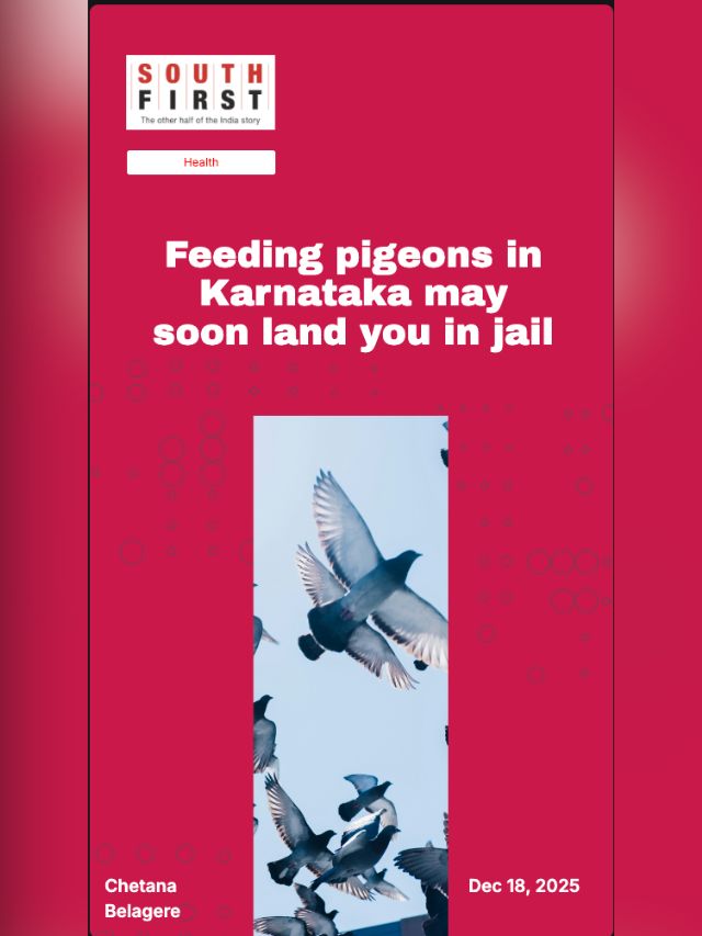 Feeding pigeons in Karnataka may soon land you in jail