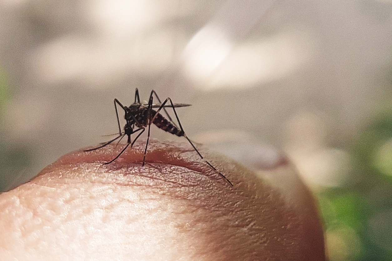 Asian Tiger Mosquito, one of the most dangerous invasive species, is known for being a primary vector for diseases such as dengue and chikungunya. Credit: iStock