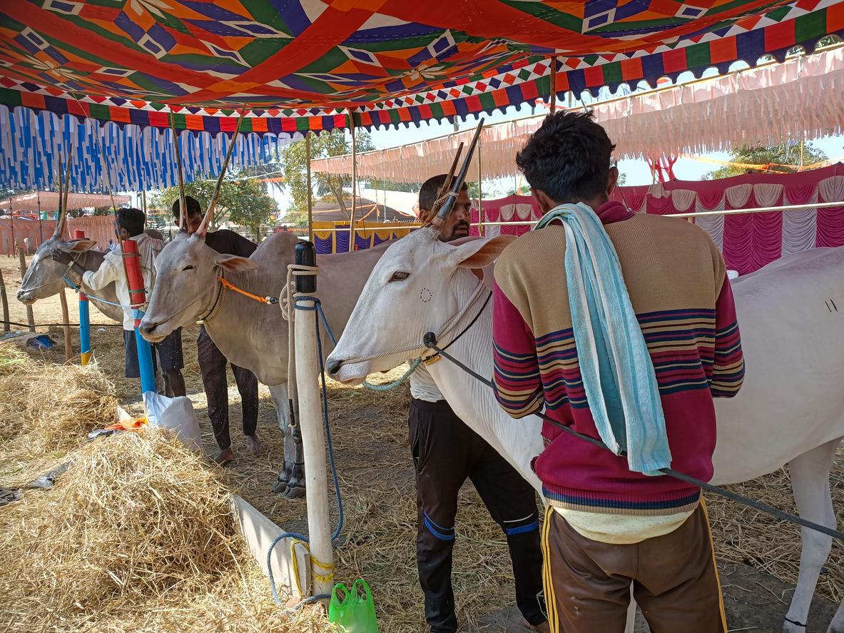 Karnataka’s Cattle Slaughter Act