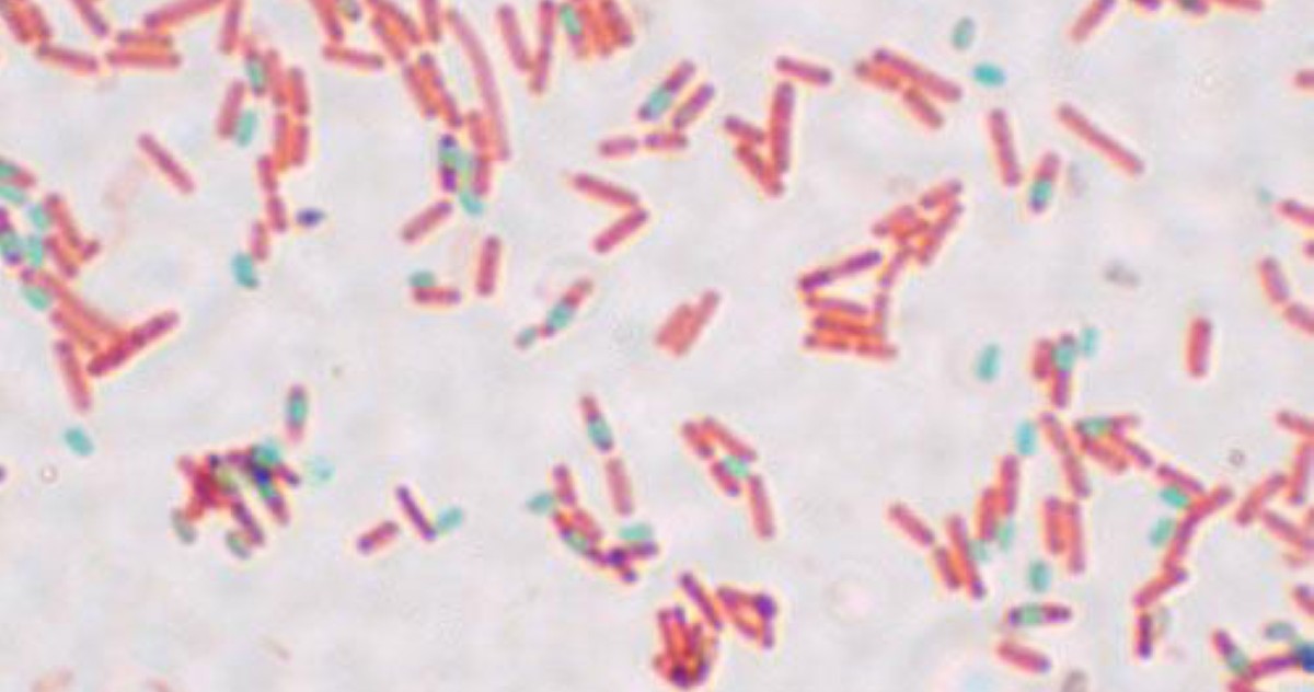 Bacillus Subtilis