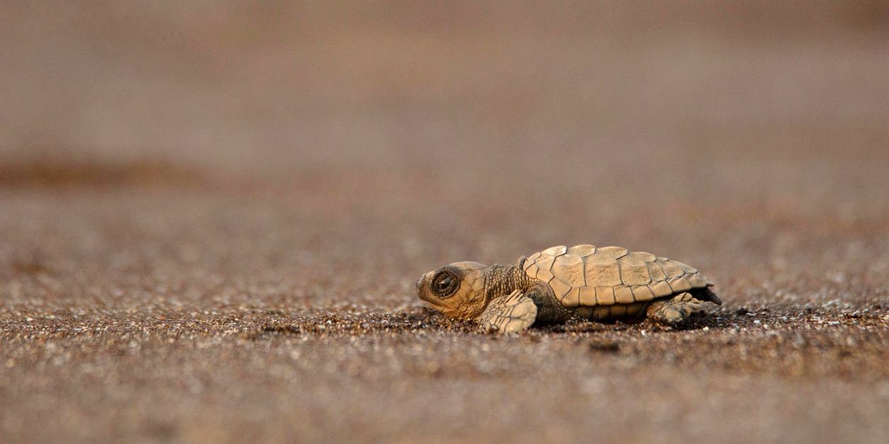 An Olive Ridley turtle.