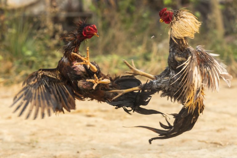 Despite ban, high-stakes cockfights grip Andhra Pradesh amidst Sankranti festivities