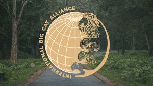 Big cat diplomacy, contested homelands: Jenu Kurubas push back against IBCA in Nagarhole