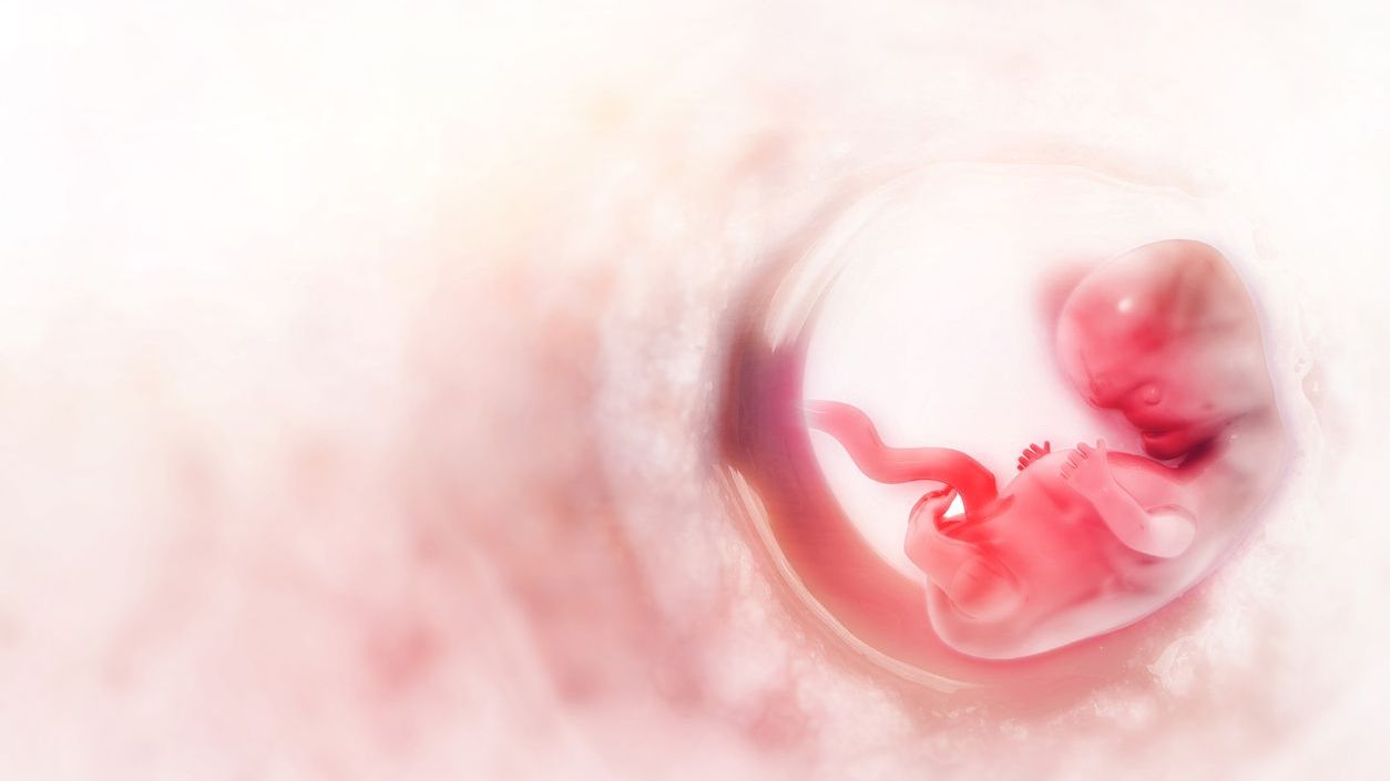 Human foetus. Representative image. (iStock)