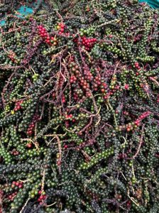 Pepper harvested across the Attappady region is being damaged by birds.