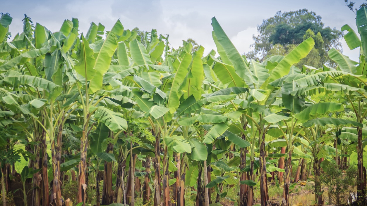 War in West Asia hits banana, egg and MSME exports from Telugu states