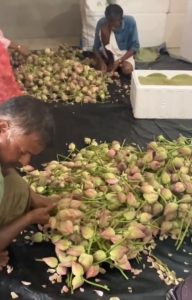 Lotus flowers for temples in Thrissur, Kozhikode, and Malappuram are grown by Muslim farmers in Thirunavaya.