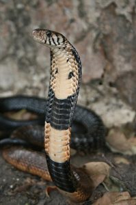 Cobra(Wikipedia)