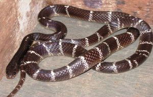Common Krait (wikipedia)