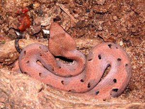 Hump-nosed Pit Viper (wikipedia)