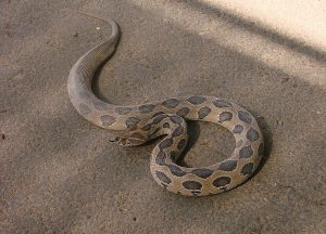 Russell's Viper (Wikipedia)