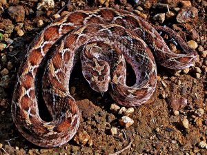 Saw-scaled Viper (Wikipedia)