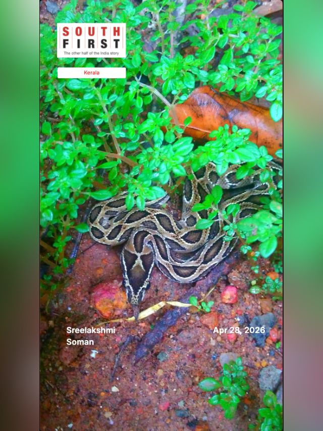 Your guide to the snakes behind Kerala’s fatal bites