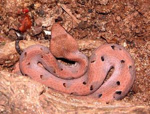 hump-nosed pit viper