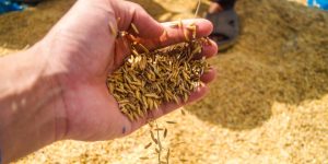 Telangana flags mounting paddy procurement burden, seeks higher quotas from Centre