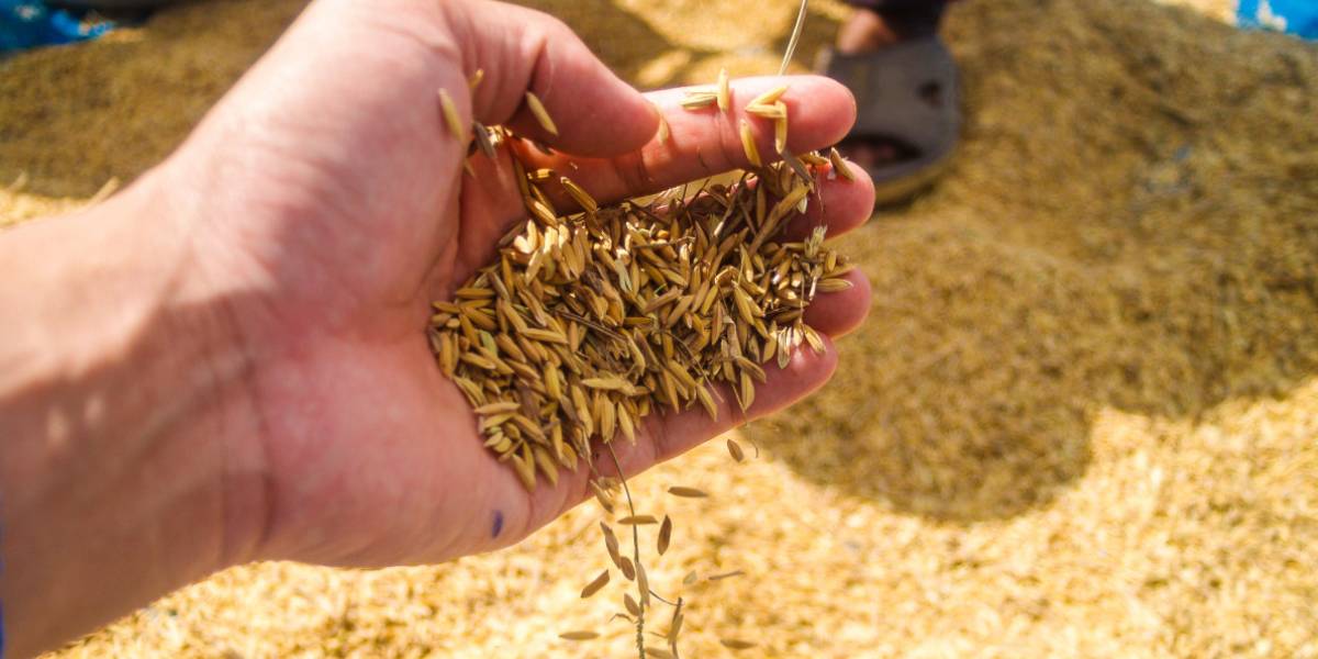 Telangana’s Rabi paddy is largely suited for parboiling rather than raw rice milling.