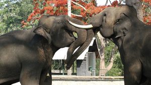 ‘They’re still wild animals’: Fatal incident at Dubare camp highlights risks in close-contact elephant tourism