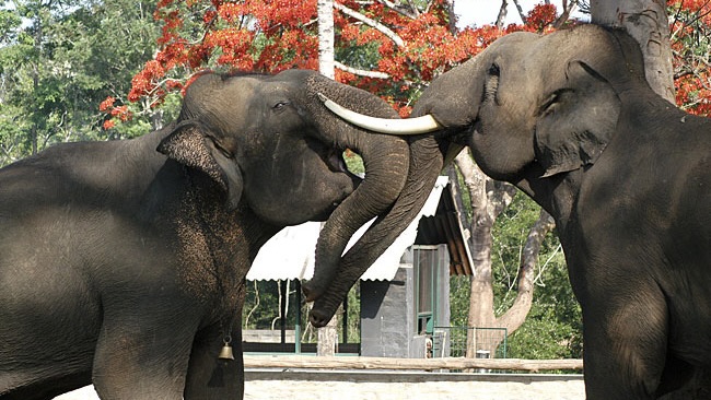 ‘They’re still wild animals’: Fatal incident at Dubare camp highlights risks in close-contact elephant tourism
