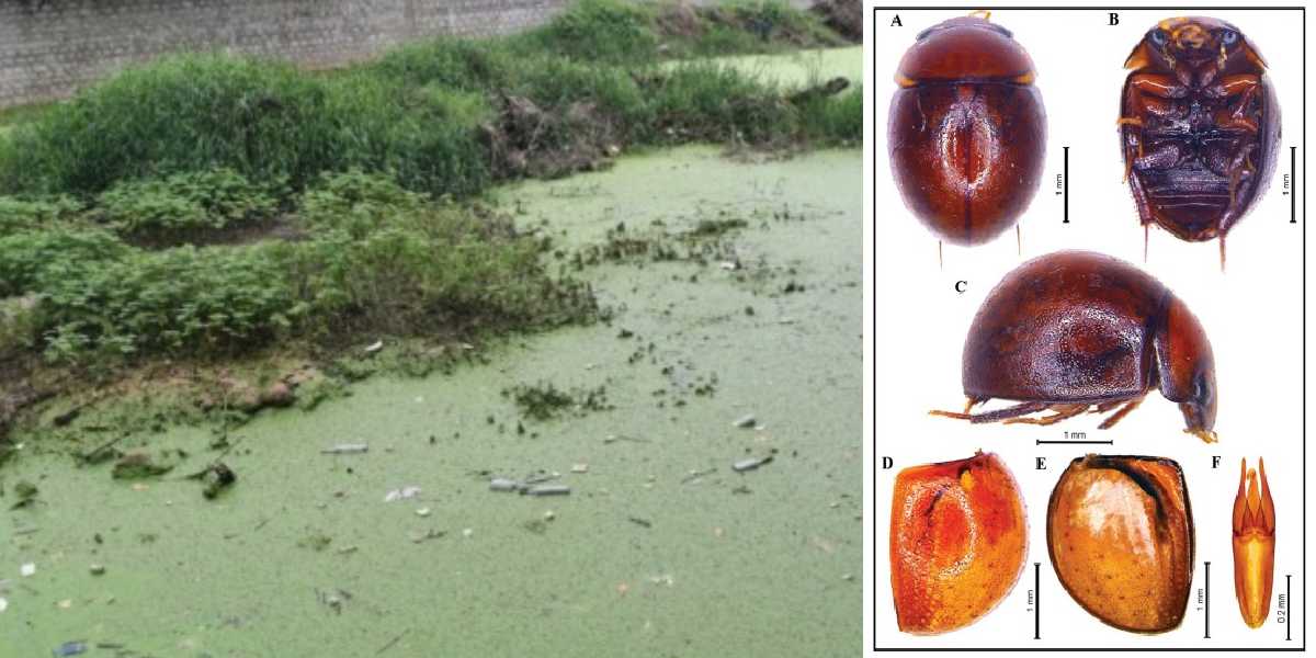 The researchers write that "further surveys and molecular studies could reveal more undiscovered aquatic species in India."