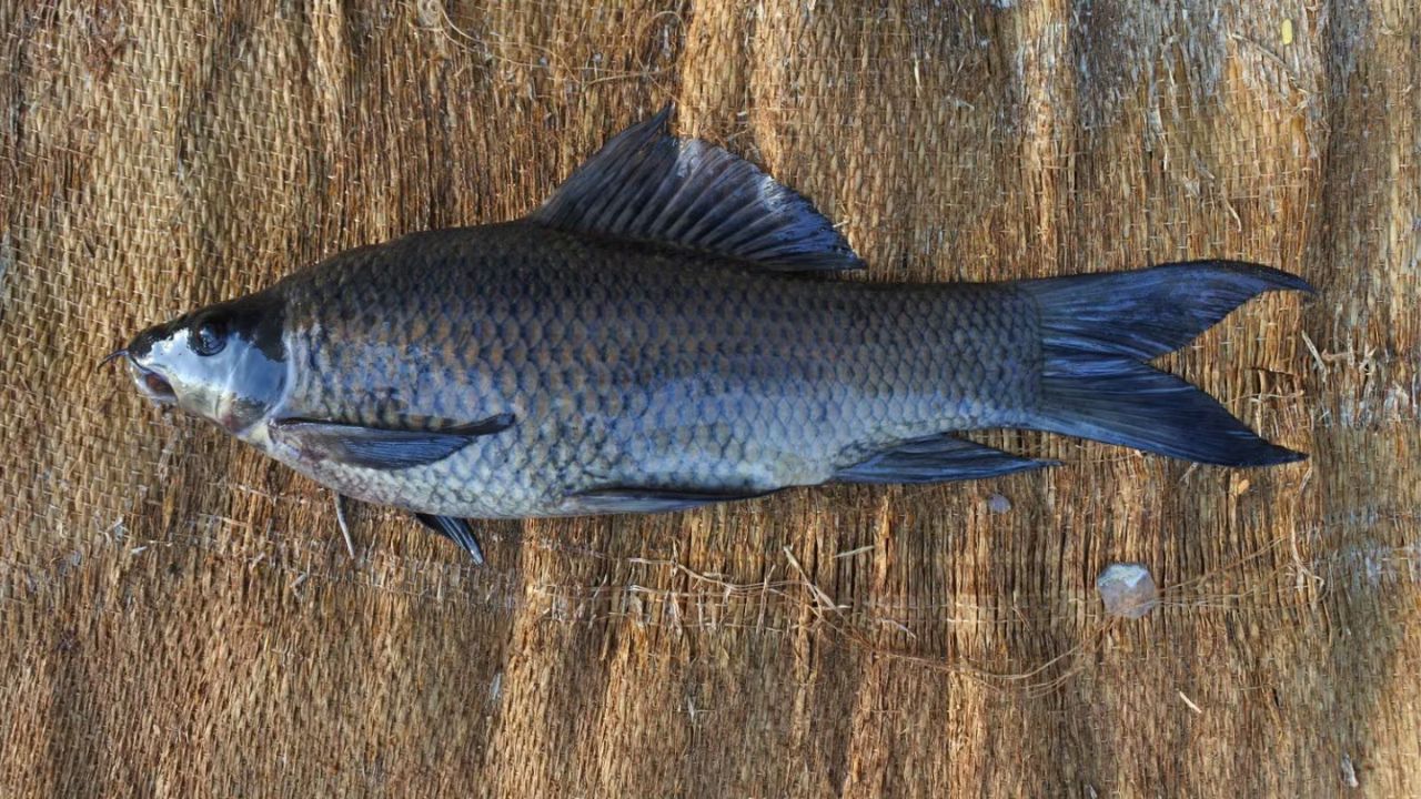 Labeo kaage (Kaage Meenu).