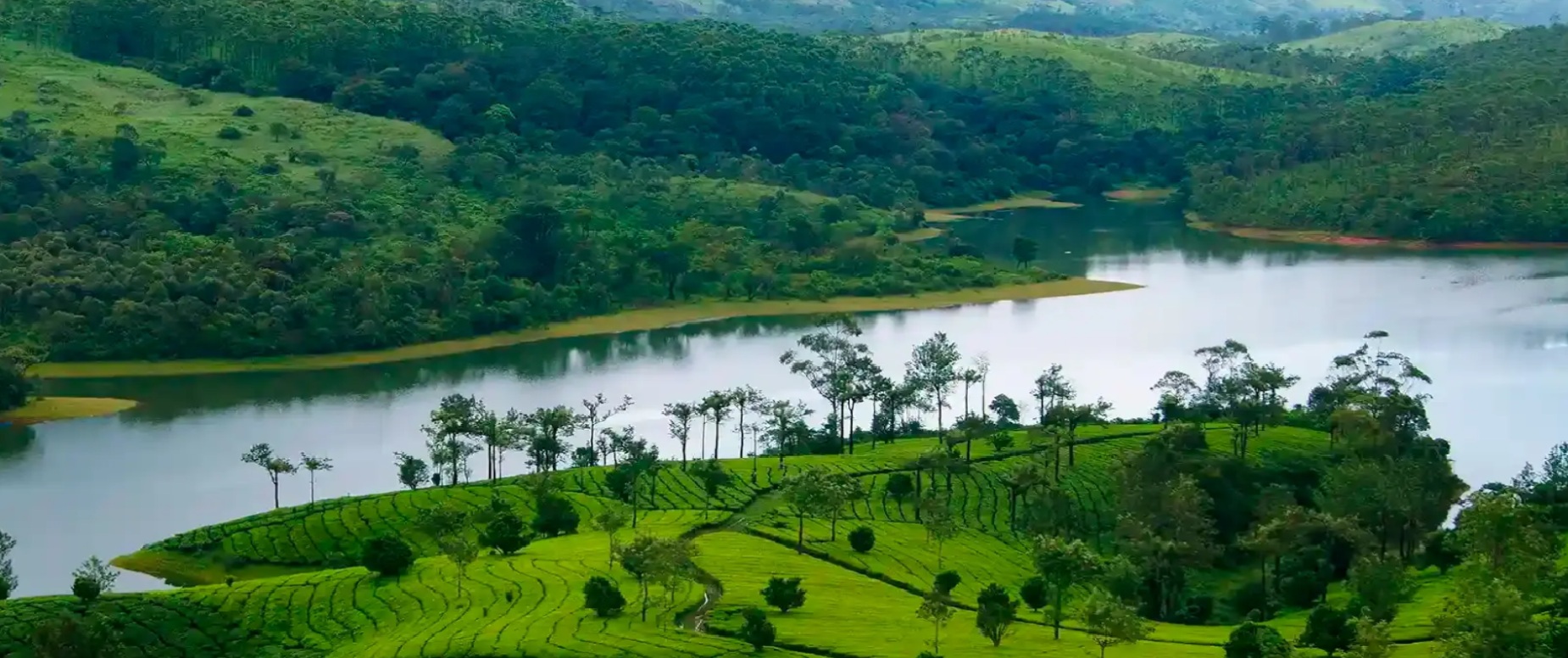 India produces around 1.28–1.5 million tonnes of tea annually. (Pic: Munnar/Kerala Tourism)