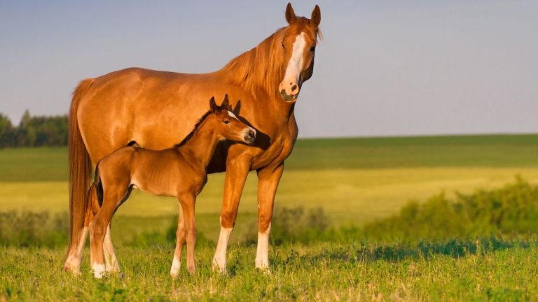 Horse. (iStock)