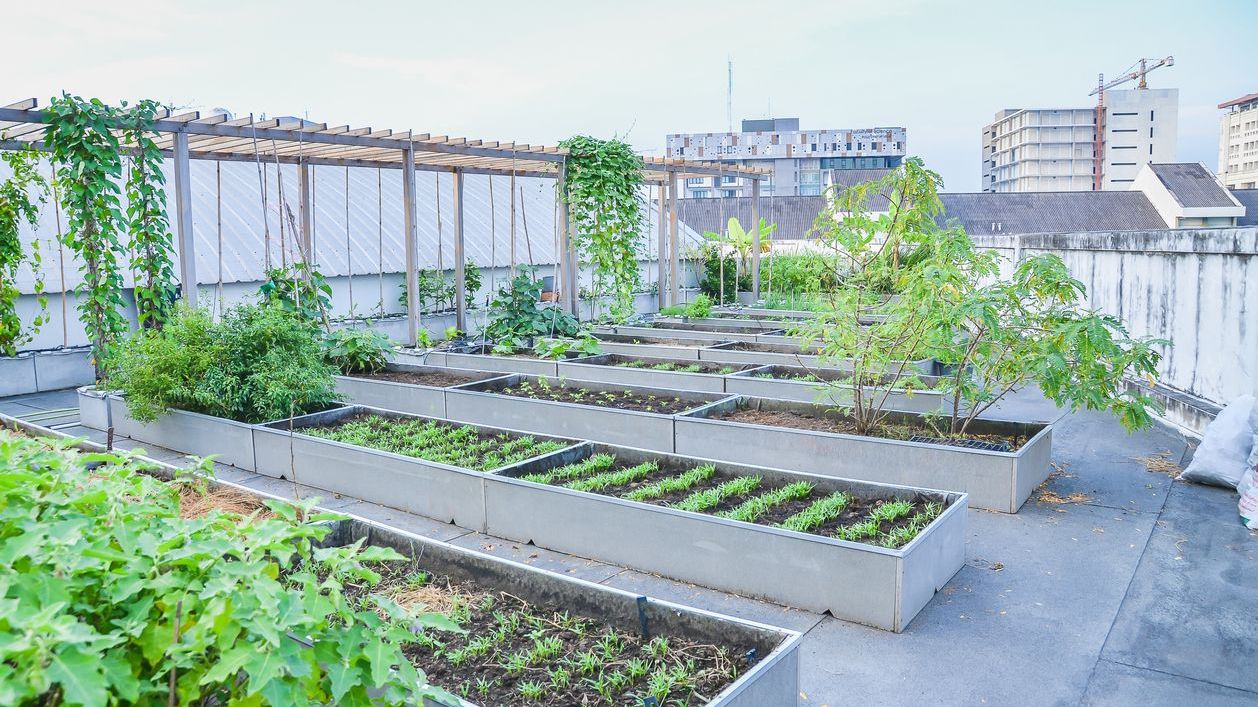 Chennai green roofs