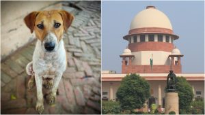 ‘Right to life cannot be threatened’: SC upholds shelter order for stray dogs