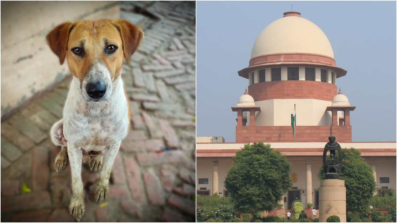 ‘Right to life cannot be threatened’: SC upholds shelter order for stray dogs; permits euthanasia