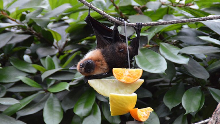 Fruit-eating Bat