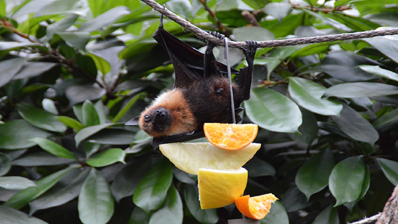 Fruit-eating Bat