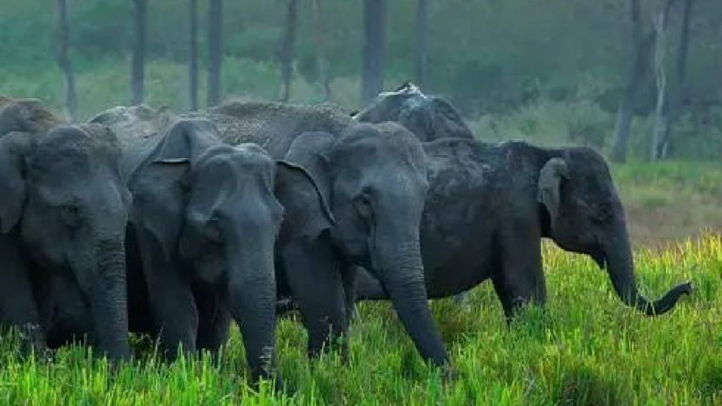 Elephants sans passage, people without peace: Trapped in Chinnakanal’s endless conflict