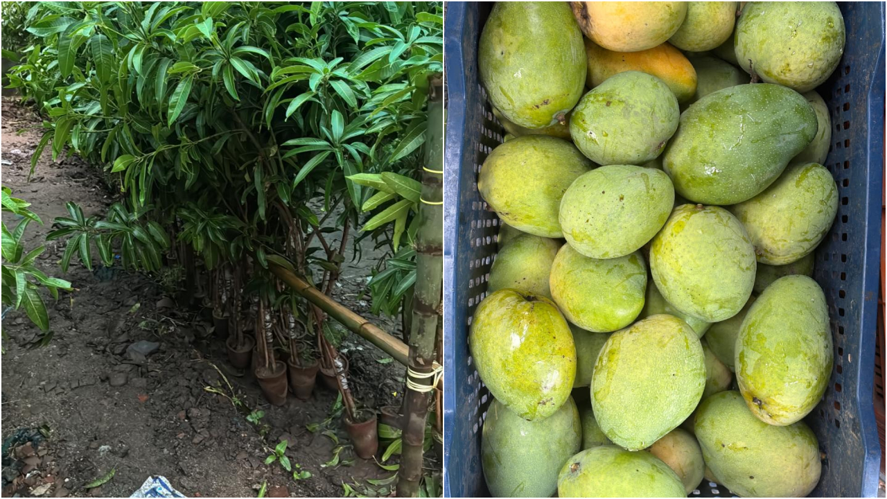 Muthalamada produces nearly 18 varieties of mangoes, including Alphonso, Sinduram, Malgova, and the locally popular Chakkarakutty.