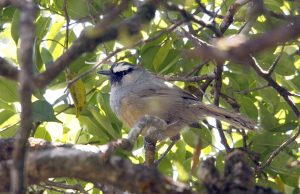  Banasura laughingthrush (Ferns Nature Conservation Society)