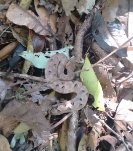 The hump-nosed pit viper (Bangal Priti/Wikimedia Commons)