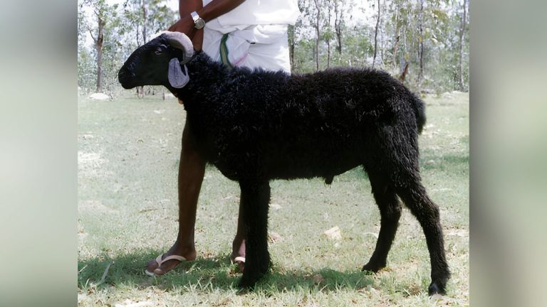 Deccani sheep.