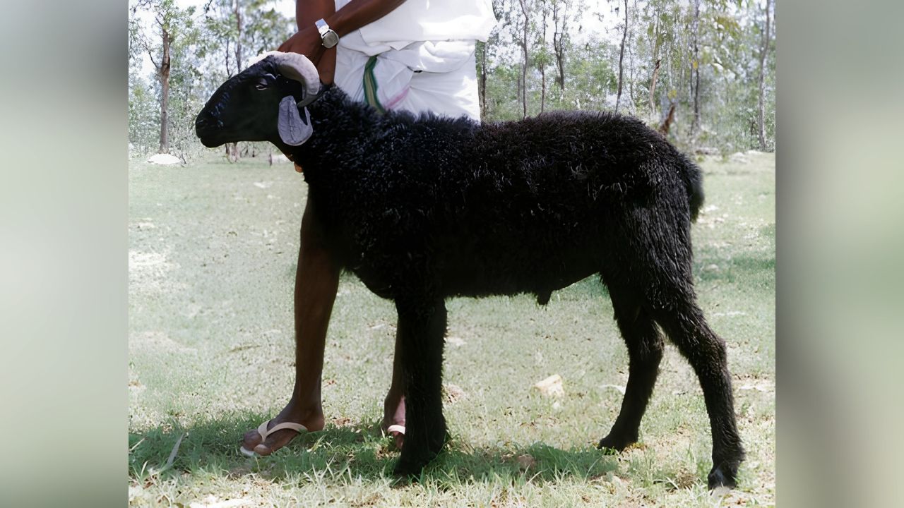 Deccani sheep.