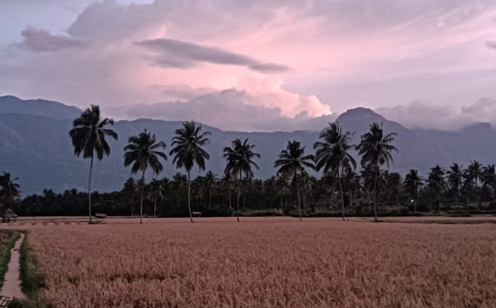 Irony of Palakkad farmers: Caught between good harvest and procurement test