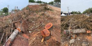 More than 300 Hyderabad residents step in to save trees marked for felling along NH 163