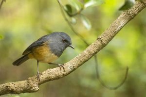 Nilgiri shortwing