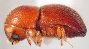 Psilosandrus beetle